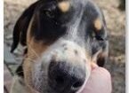 LOVEABLE LUDO