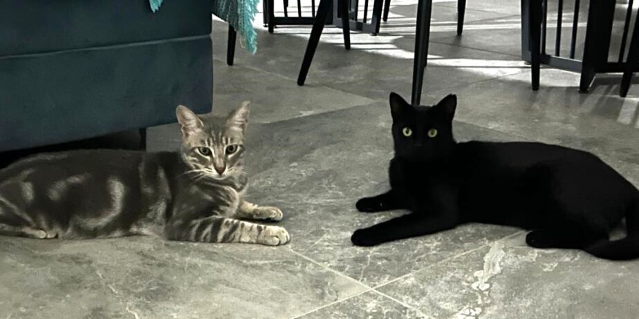 Max and Mouse