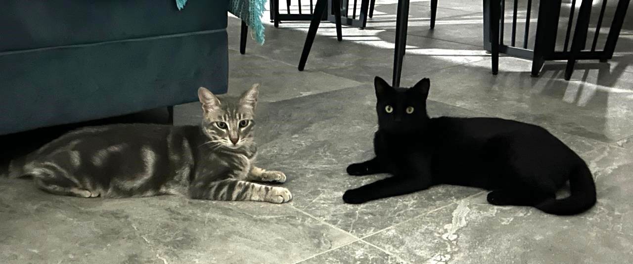 Max and Mouse