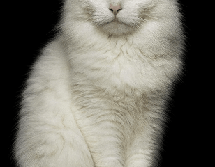 copilot_image_1770502420154