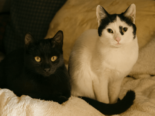 copilot_image_1770534471584